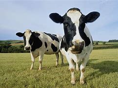 Image result for Funny Holstein Cows