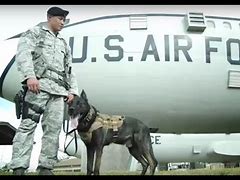 Image result for United States Air Force K9