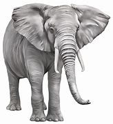 Image result for Elephant Clip Art Free Download