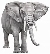 Image result for Free Png Elephant Clip Art