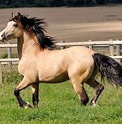 Image result for Welsh Cob Horse