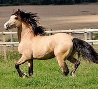 Image result for Welsh Cob Hoof