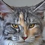 Image result for Maine Coon Cat Fursona