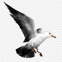 Image result for Flying Seagull Clip Art