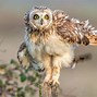 Image result for Owl Foot