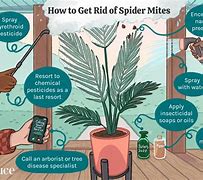 Image result for Kill Plant Mites