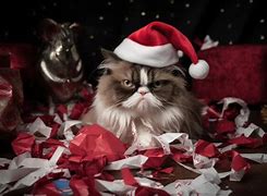 Image result for Grumpy Cat Santa Hat