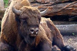 Image result for Polish Bison