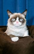 Image result for Hello Kitty Grumpy Cat