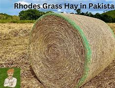 Image result for Hay Shoe