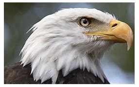 Image result for Eagle Perspective