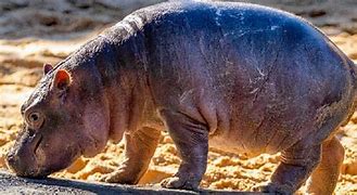 Image result for New Baby Hippo