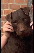 Image result for Patterdale Terrier