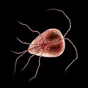 Image result for Protozoan Giardia Lamblia