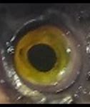 Image result for Prespective Eye Fish