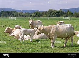 Image result for Cattle Herd