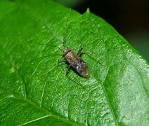 Image result for Tarnished Plant Bug