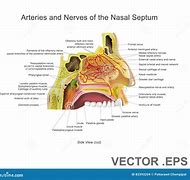 Image result for Arteries of Nasal Cavity