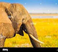 Image result for Smiling Baby Elephant