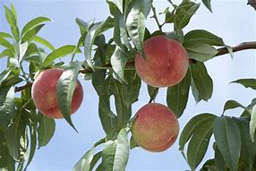 Image result for French Peach Orchard