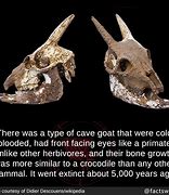 Image result for Cave Goat