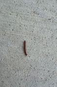 Image result for Tiny Brown Worms