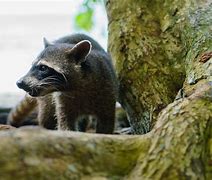 Image result for Wild Raccoon