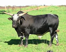 Image result for Nguni Velle