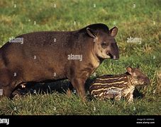 Image result for Tapir Lips