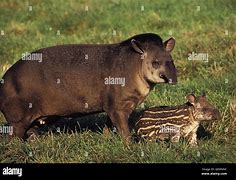 Image result for Tapir Lips