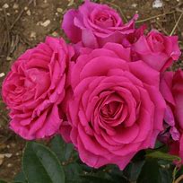 Image result for 70th Birthday Rose Bush