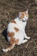 Image result for Beautiful White Cat with Spots