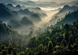 Image result for Mountain Forest Scenery