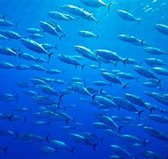 Image result for Tuna Breeds