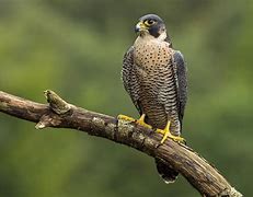 Image result for Peregrine Falcon Habitat Poster