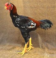 Image result for Malay Chicken Bird