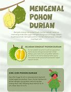 Image result for Tanaman Pohon Durian