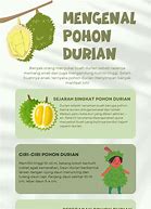 Image result for Pohon Durian Lokal