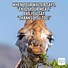 Image result for Funny Forest Animals Meme