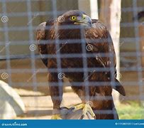 Image result for Sharp Hooked Talons of Tyhe Falcon