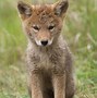 Image result for Coyote Harey