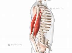 Image result for Biceps Right Arm