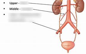 Image result for Ureter Blood Supply