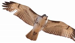 Image result for Hawk Cut Out