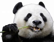 Image result for Panda Remote