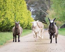 Image result for Tim Tam Easter