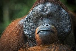 Image result for Orangutan Picture Funny Monkey