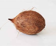 Image result for Coconut