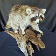 Image result for Prime Raccoon Body