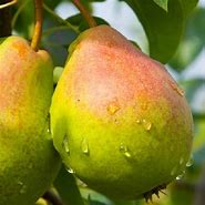 Image result for 16 Pears